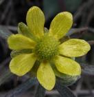 Early buttercup=Ranunculus fascicularis: closeup