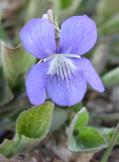Early blue violet=Viola adunca: