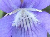 Early blue violet=Viola adunca: closerup