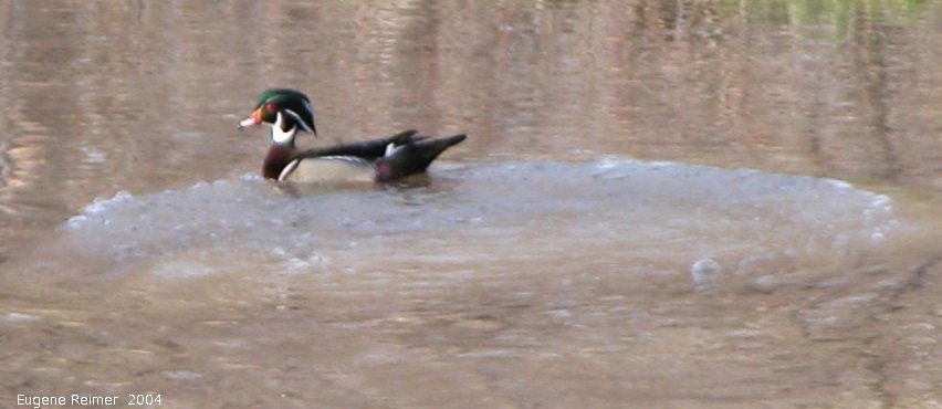 IMG 2004-May16 at Winnipeg:&nbsp; Wood duck (Aix sponsa) male