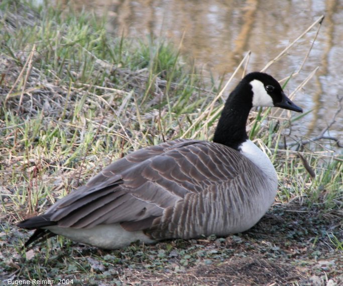 IMG 2004-May16 at Winnipeg:  Canada goose (Branta canadensis)