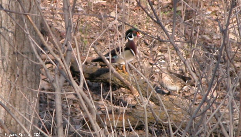IMG 2004-May16 at Winnipeg:  Wood duck (Aix sponsa) pair