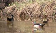 Wood duck: males+female