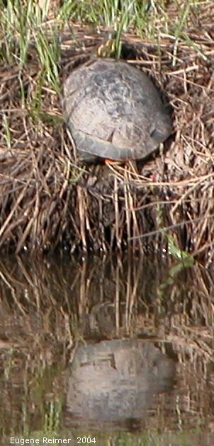 IMG 2004-May16 at Winnipeg:  Painted turtle (Chrysemys picta)