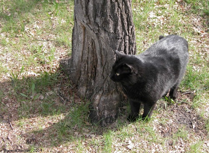 IMG 2004-May23 at DeanFinley Park:&nbsp; Blackie watching