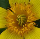 Marsh marigold: flower closeup