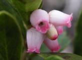 Bearberry: flowers