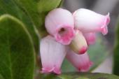 Bearberry: flowers