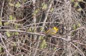 Cape-May warbler: