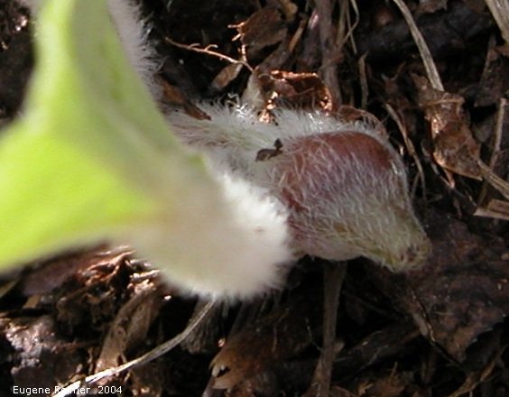IMG 2004-May27 at Hadashville Braintree and Wye:  Wild ginger (Asarum canadense) bud