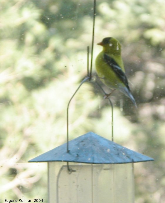 IMG 2004-May27 at Hadashville Braintree and Wye:&nbsp; American goldfinch (Spinus tristis)
