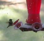 Ruby-throated hummingbird: