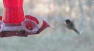 Ruby-throated hummingbird: