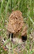 Morel mushroom: light-brown
