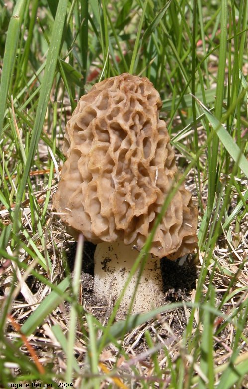 IMG 2004-Jun02 at MarbleRidge near FisherBranch:  Morel mushroom (Morchella sp) light-brown