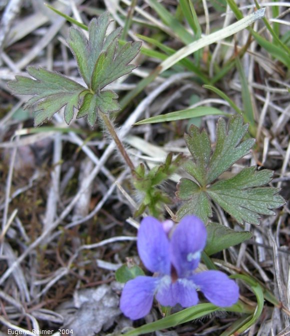 IMG 2004-Jun02 at MarbleRidge near FisherBranch:  Crowfoot violet (Viola pedatifida)