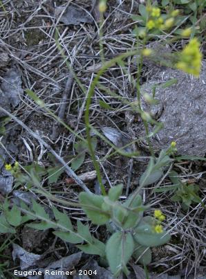 IMG 2004-Jun02 at MarbleRidge near FisherBranch:  Yellow whitlow-grass (Draba sp)? or Sand bladderpod (Lesquerella ludoviciana)?