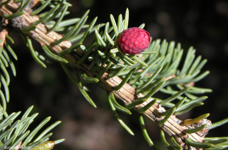 IMG 2004-Jun02 at MarbleRidge near FisherBranch:&nbsp; White spruce (Picea glauca) male flower