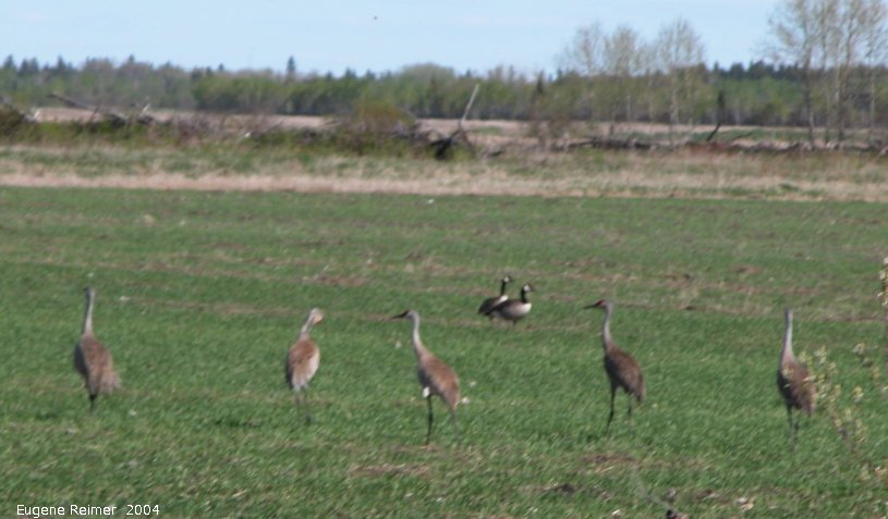 IMG 2004-Jun02 at MarbleRidge near FisherBranch:  Sandhill crane (Grus canadensis) many