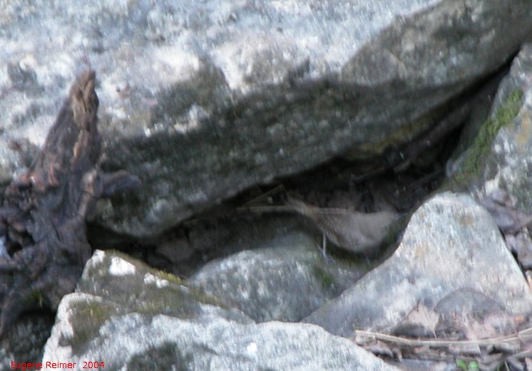 IMG 2004-Jun02 at Narcisse snake-dens:  Marsh wren (Cistothorus palustris)