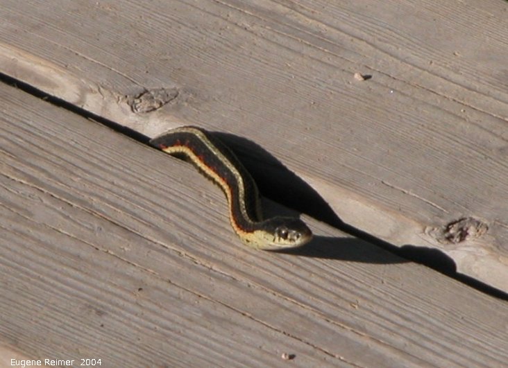 IMG 2004-Jun02 at Narcisse snake-dens:  Red-sided gartersnake (Thamnophis sirtalis parietalis)