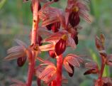 Striped coralroot: flowers