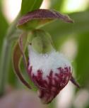 Ramshead ladyslipper: flower