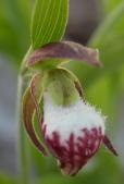 Ramshead ladyslipper: flower