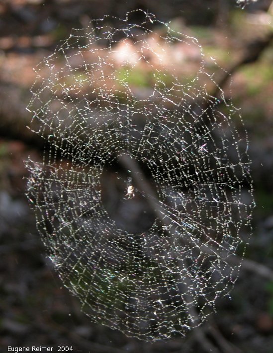 IMG 2004-Jun05 at MarbleRidge near FisherBranch:  Spider (Araneae sp) web