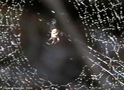 IMG 2004-Jun05 at MarbleRidge near FisherBranch:  Spider (Araneae sp) web closeup