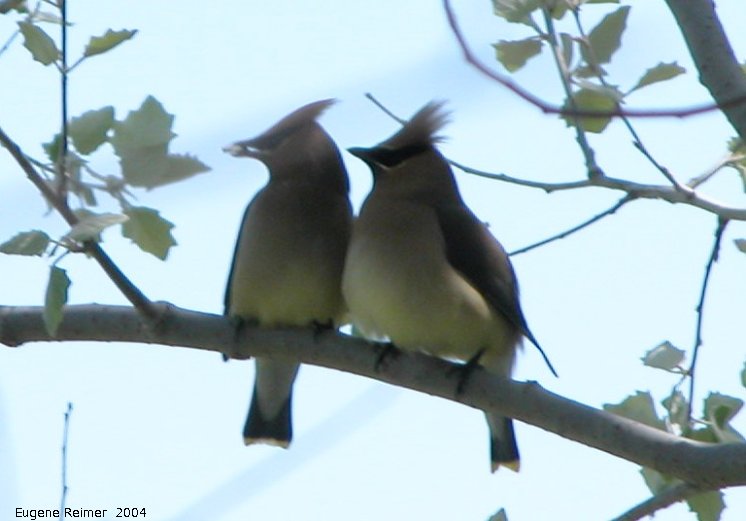 IMG 2004-Jun05 at MarbleRidge near FisherBranch:&nbsp; Cedar waxwing (Bombycilla cedrorum) pair
