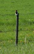 Red-headed woodpecker: on fencepost