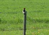 Red-headed woodpecker: on fencepost (digital-zoom)