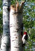 Red-headed woodpecker: nesting