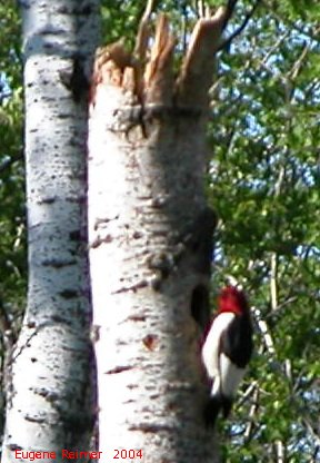 IMG 2004-Jun05 at near Alonsa:  Red-headed woodpecker (Melanerpes erythrocephalus) nesting