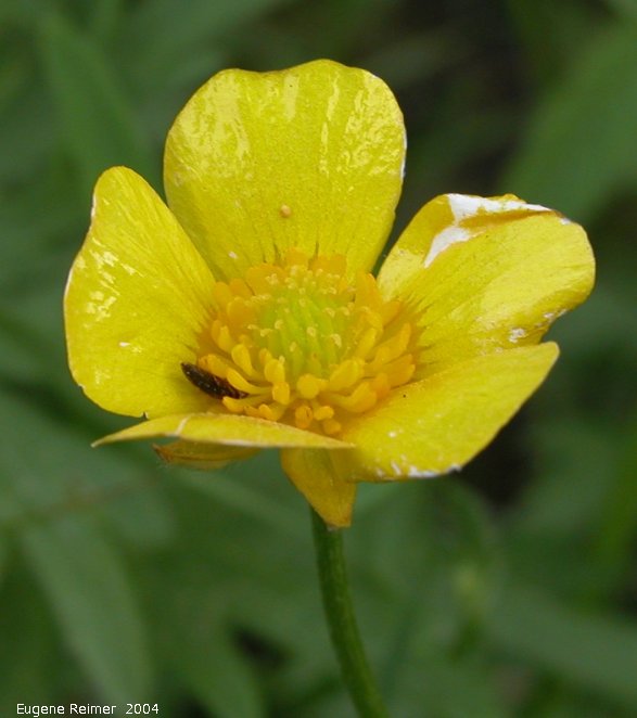 IMG 2004-Jun10 at Woodridge scouting trip:  Tall buttercup=Meadow buttercup (Ranunculus acris) flower