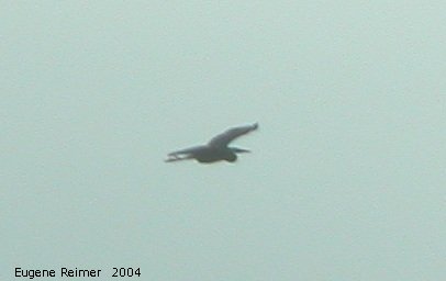 IMG 2004-Jun10 at Woodridge scouting trip:  Great blue heron (Ardea herodias) yet another bad heron photo