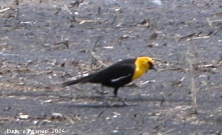 IMG 2004-Jun16 at north of Ste.Anne:  Yellow-headed blackbird (Xanthocephalus xanthocephalus) male