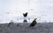 Yellow-headed blackbird: pair