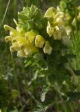 Lousewort=Wood betony=Pedicularis canadensis: flowers