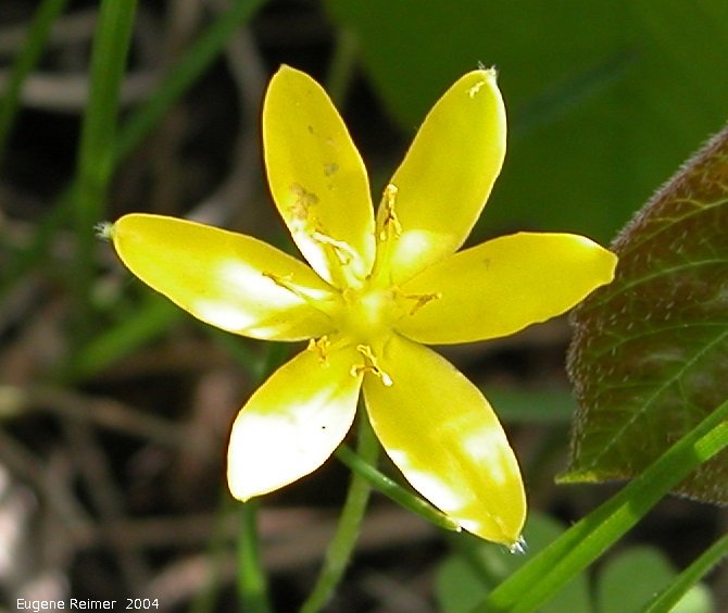 IMG 2004-Jun16 at near Randolph:  Yellow stargrass (Hypoxis hirsuta) flower