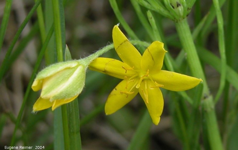 IMG 2004-Jun16 at near Randolph:  Yellow stargrass (Hypoxis hirsuta) flower and bud