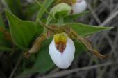Small white ladyslipper: from above