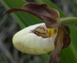 Ladyslipper-hybrid-small=Cypripedium X andrewsii var andrewsii: flower with insect