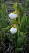 Small white ladyslipper: with unstreaked sepals