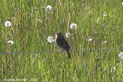 IMG 2004-Jun16 at Kleefeld:  Song sparrow (Melospiza melodia)?