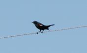 Red-winged blackbird: