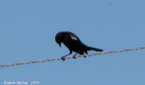 IMG 2004-Jun16 at Kleefeld:  Red-winged blackbird (Agelaius phoeniceus) downcast