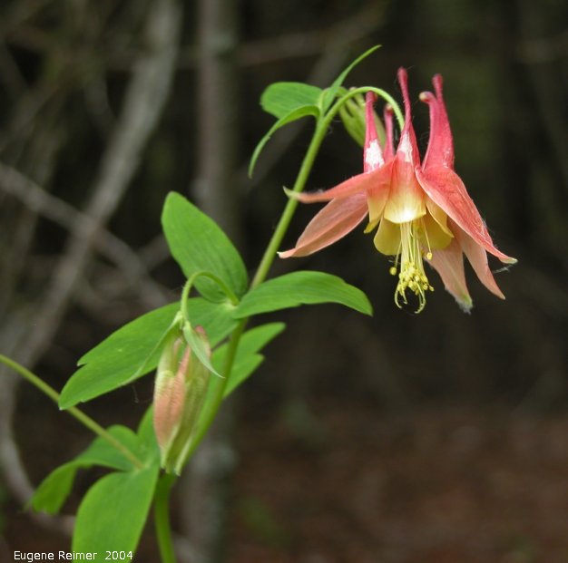 IMG 2004-Jun19 at Brokenhead Wetlands:&nbsp; Red columbine (Aquilegia canadensis)