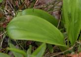 Blunt-leaf rein-orchid: bud